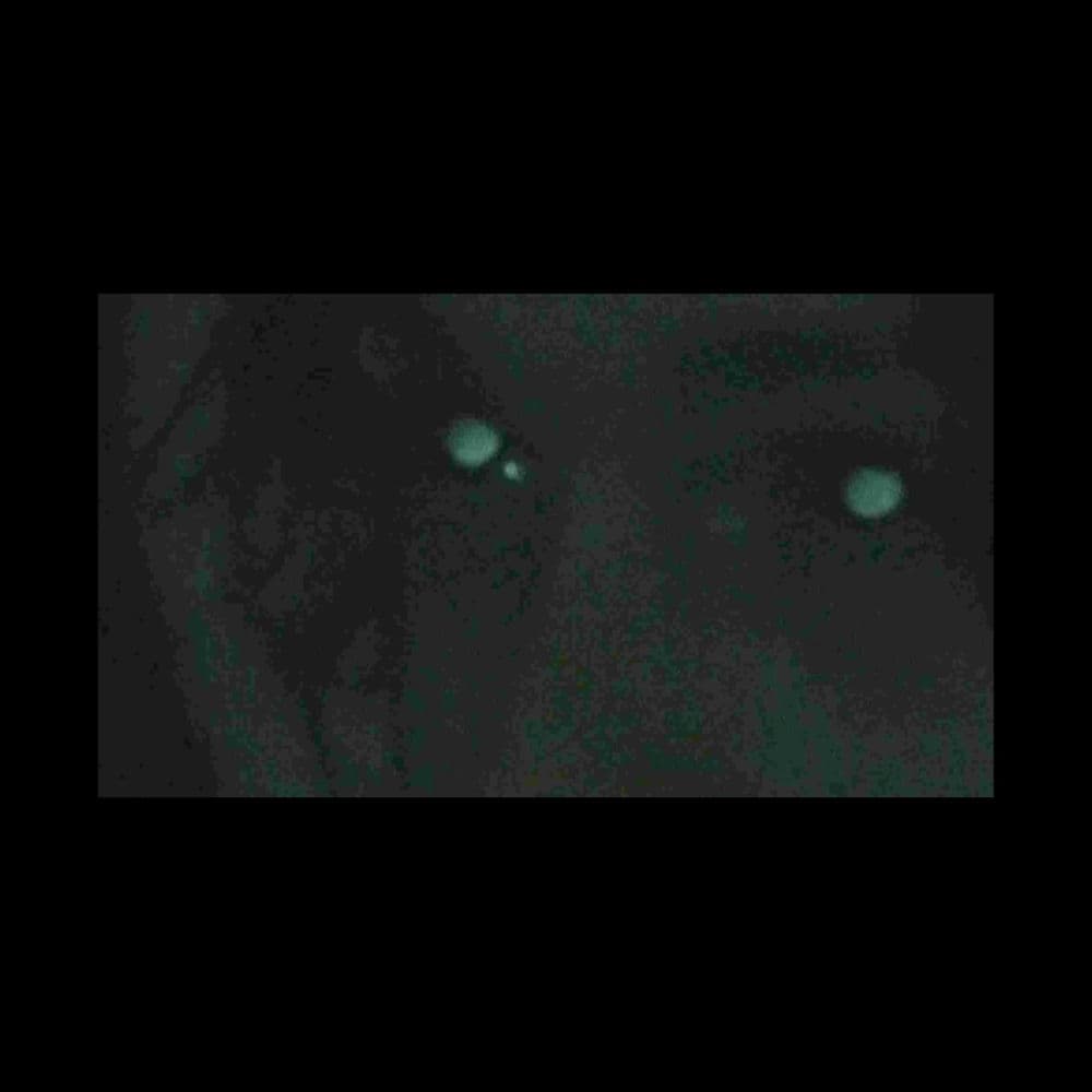 Notinbed – Alternative