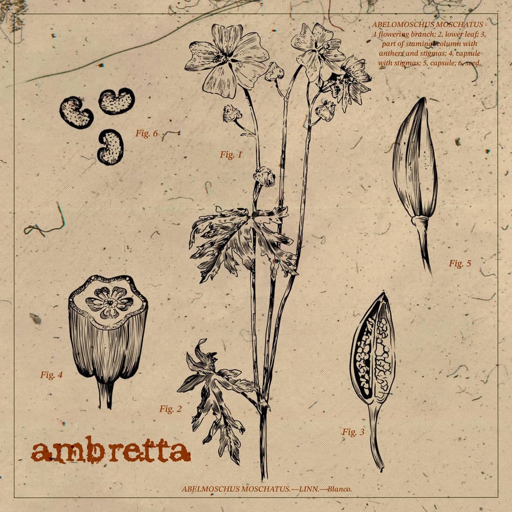 ambretta – Screamo