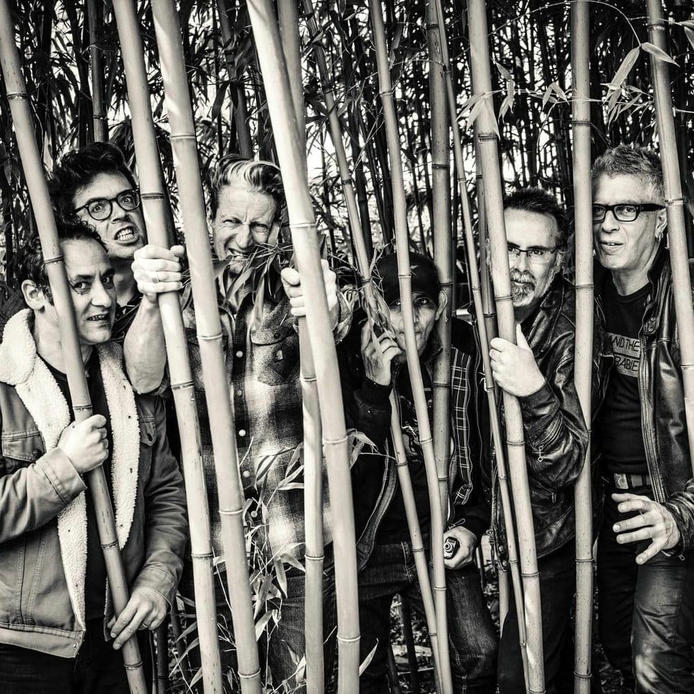 WASHINGTON DEAD CATS – Punk Rock