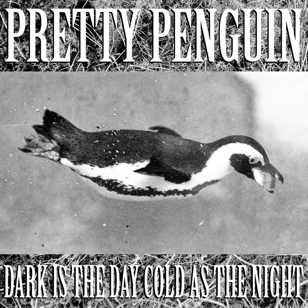 Pretty Penguin