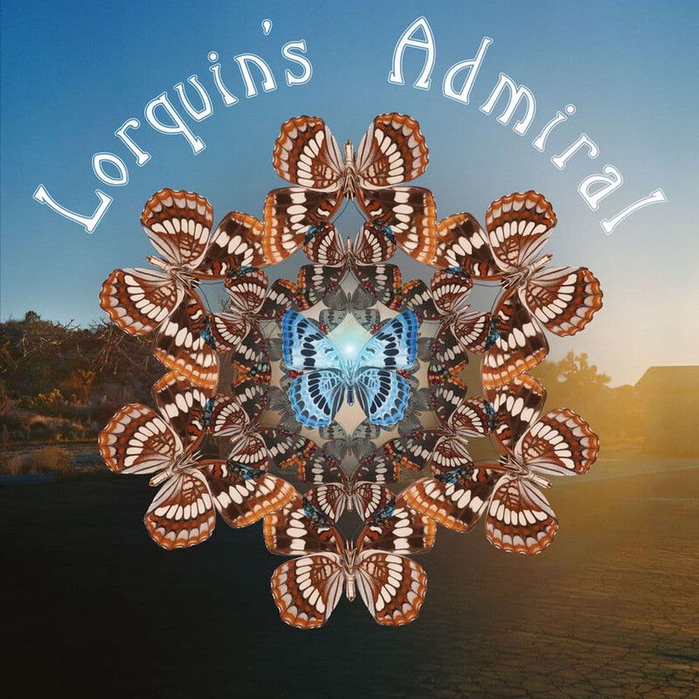 Lorquin’s Admiral – Rock