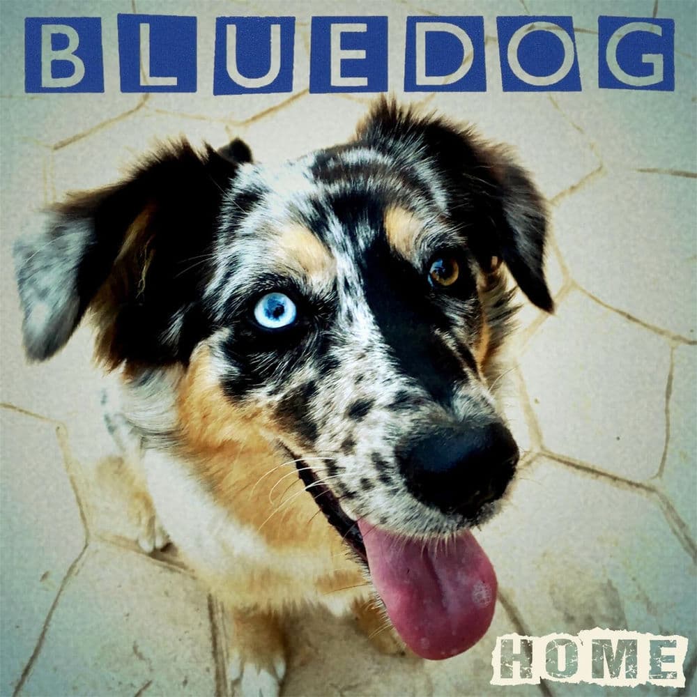 Bluedög – Rock