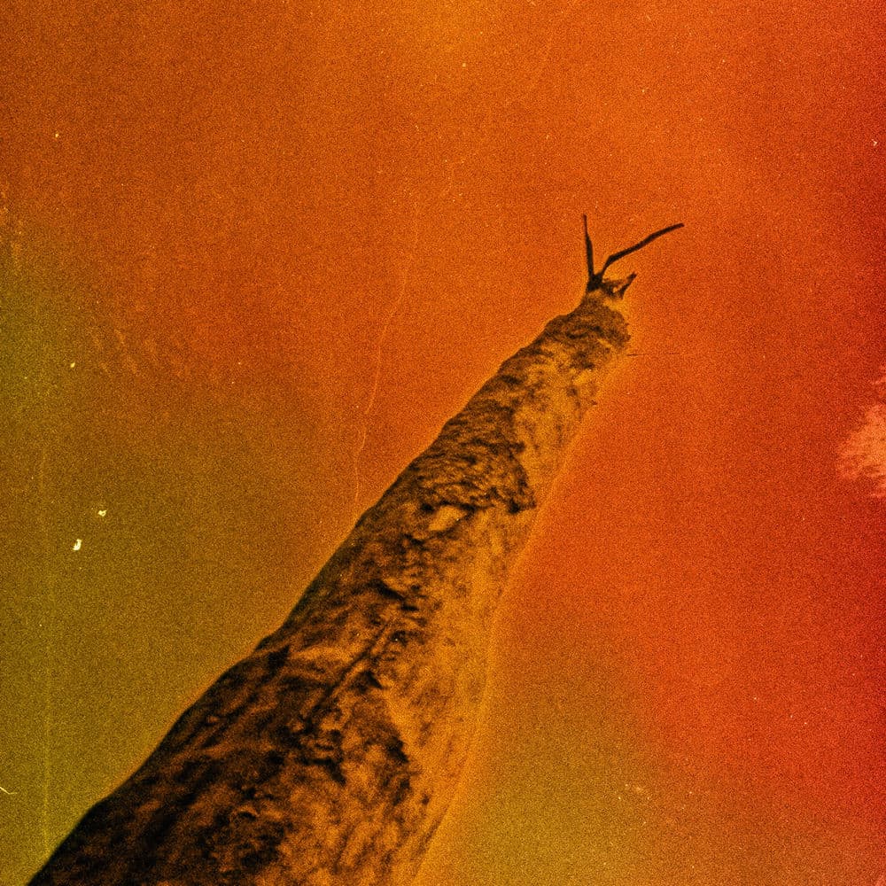 Frédéric D. Oberland – Alternative