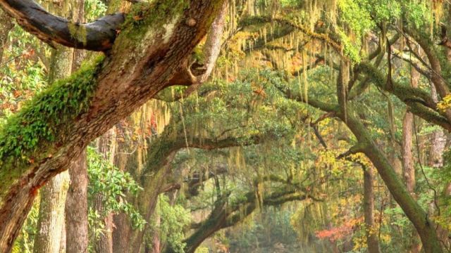 Haunted Fest Charleston 2026