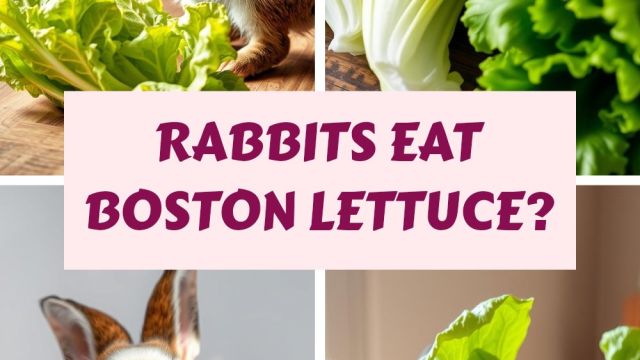 Rabbits Eat Lettuce 2027