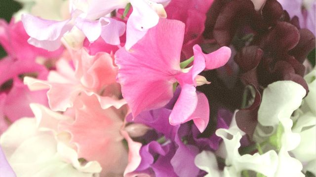 Sweet Pea Festival 2026
